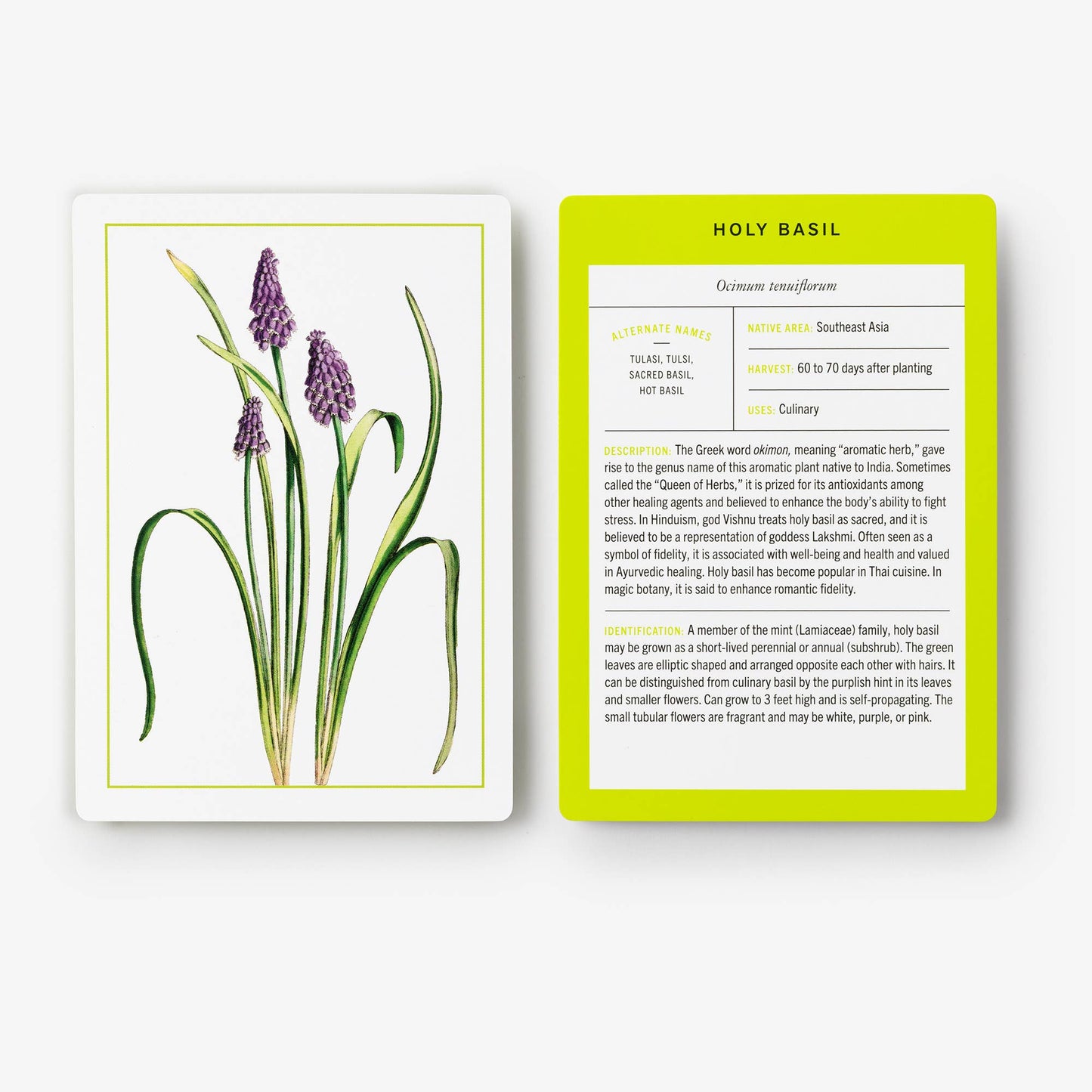 Herb ID Flashcards