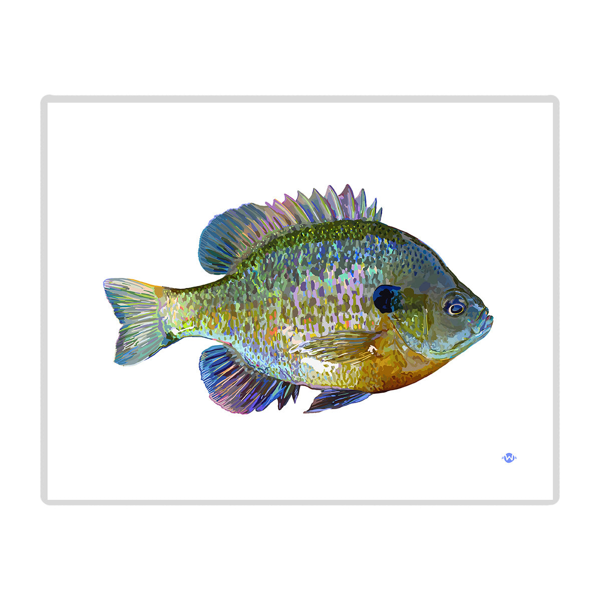 Load image into Gallery viewer, 11x14 Bluegill Print
