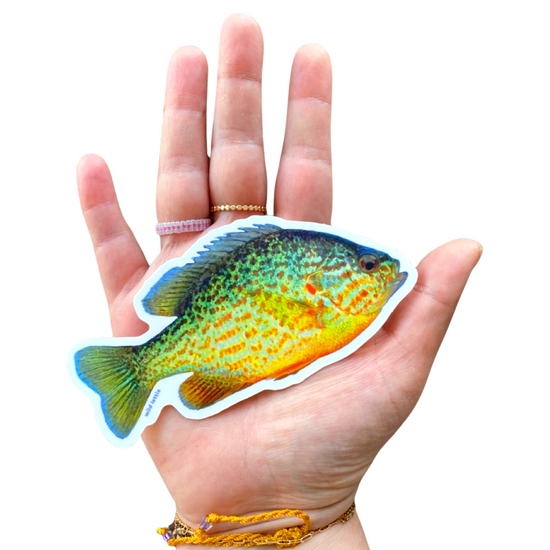 Sunfish Sticker