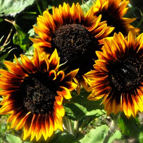 Load image into Gallery viewer, The Sunflower (Ring of Fire) Tarot Garden + Gift Seed Packet
