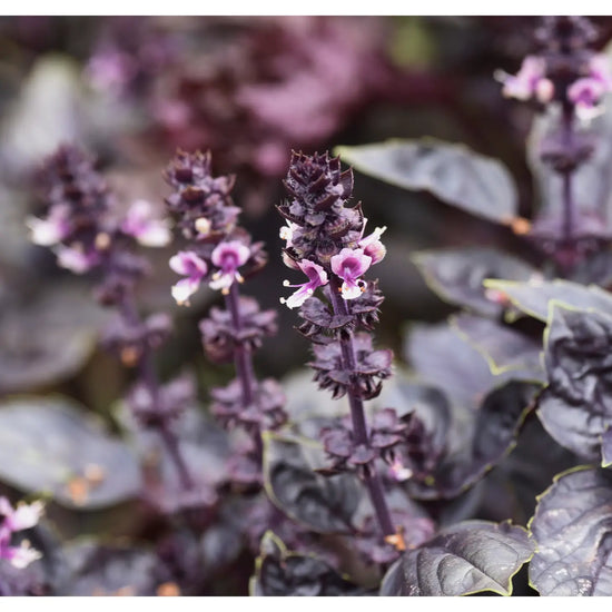 Load image into Gallery viewer, Purple Dark Opal Basil Tarot Garden + Gift Seed Packet
